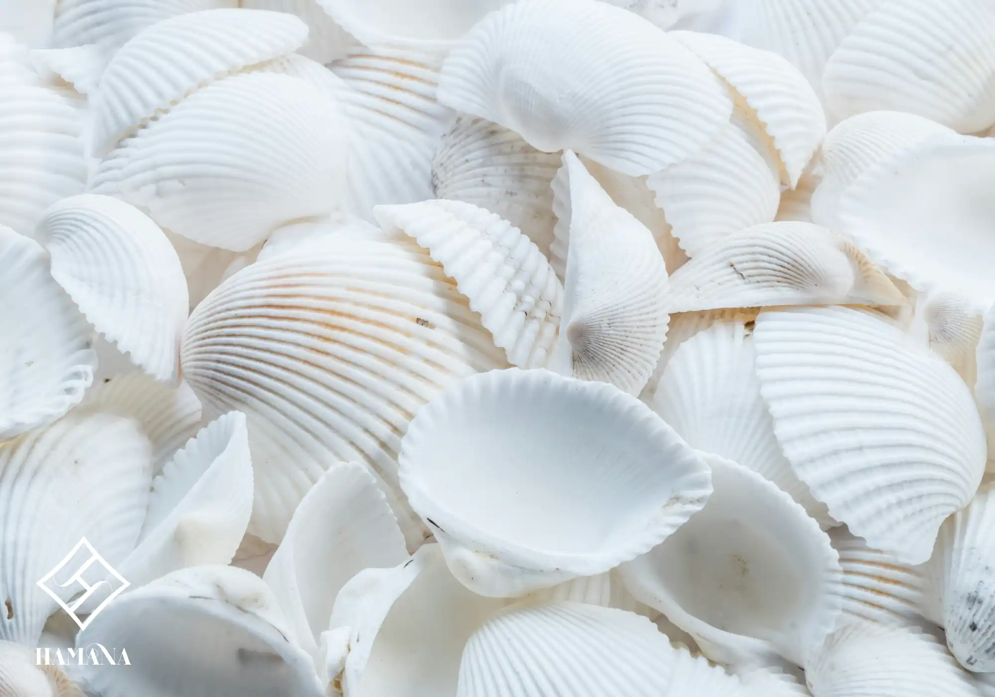 آیا نمک بدن راز پوست روشن است؟ | بررسی علمی و فواید شگفتانگیز نمک برای پوست صدف های سفید زییبا