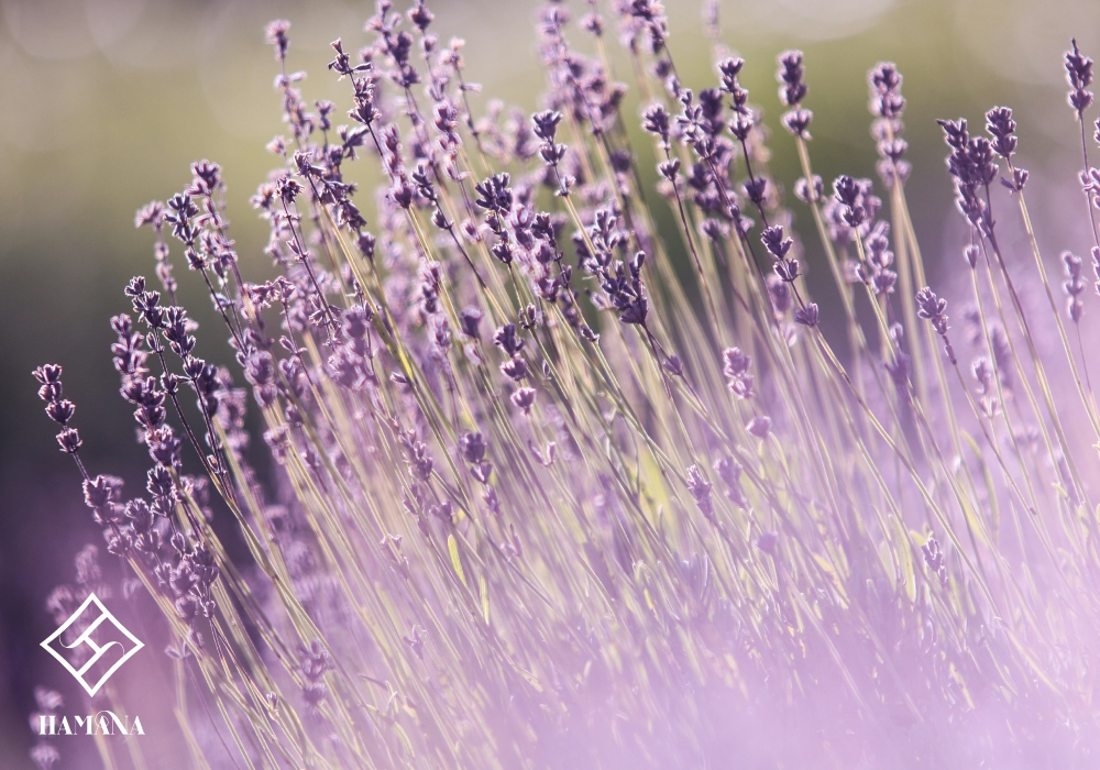 تأثیر نمک حمام بر دردهای عضلانی: راهکاری طبیعی برای آرامش و بهبود تأثیر نمک حمام بر دردهای عضلانی: راهکاری طبیعی برای آرامش و بهبود